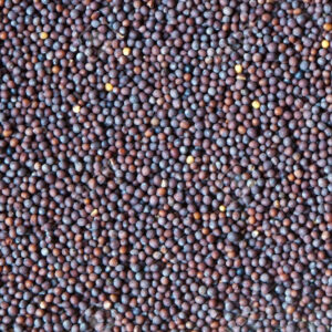 Black Mustard