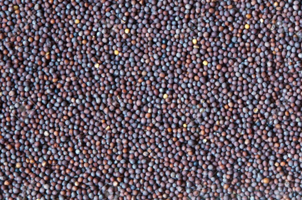 Black Mustard