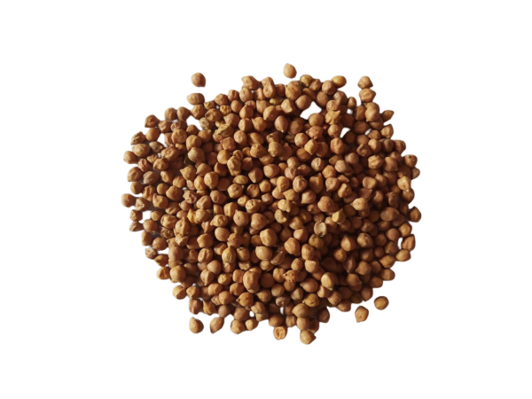 Brown Channa