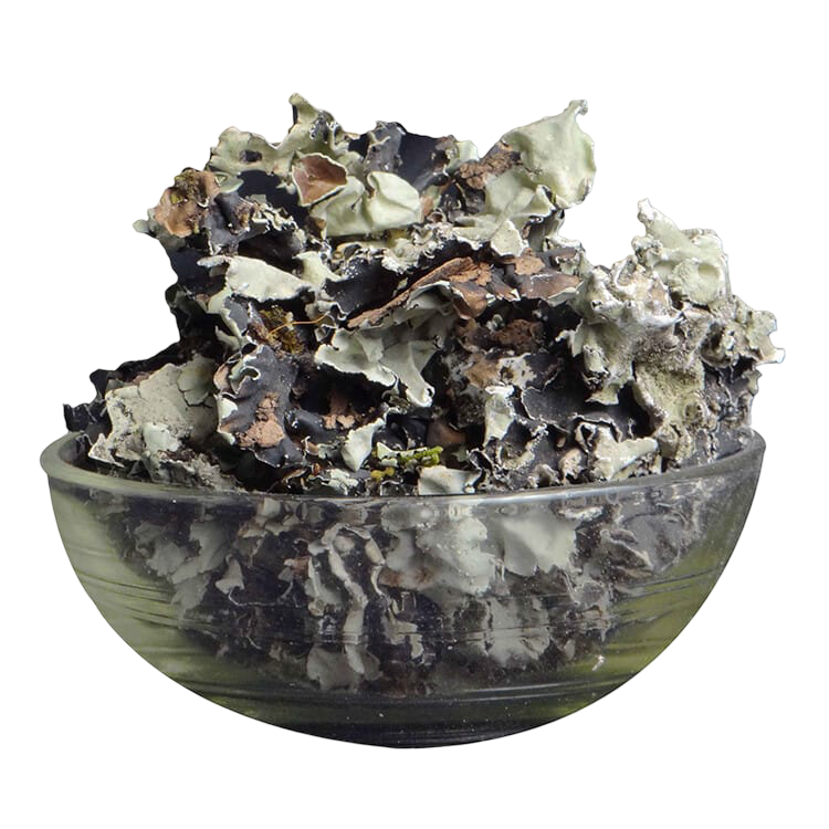 Stone Flower