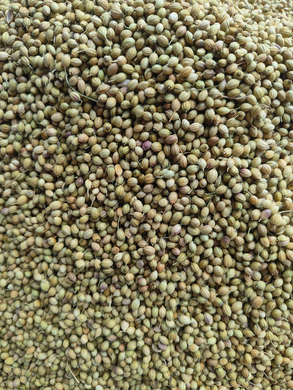 Coriander